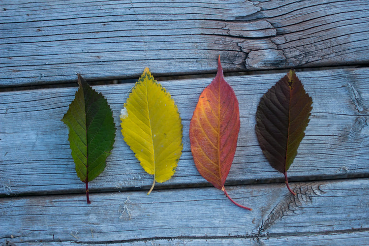Climate & Season